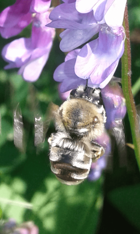 Apidae Anthophorinae?